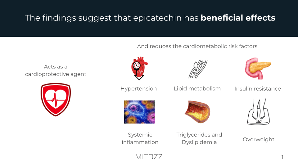 Cardiology chart illustrating epicatechin’s cardiovascular benefits, including hypertension reduction, lipid metabolism support, and systemic inflammation improvement. medical community
