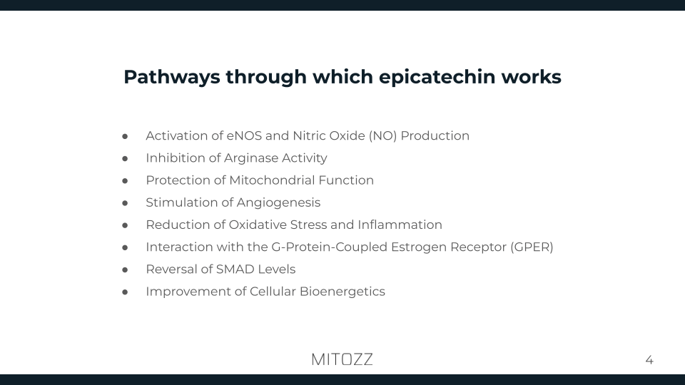 Diagram showing molecular pathways through which epicatechin supports heart health, including nitric oxide production and mitochondrial biogenesis.
