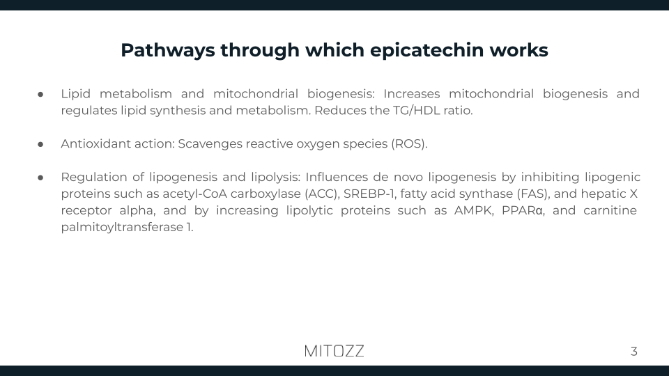 Hepatology-Mitozz (2)