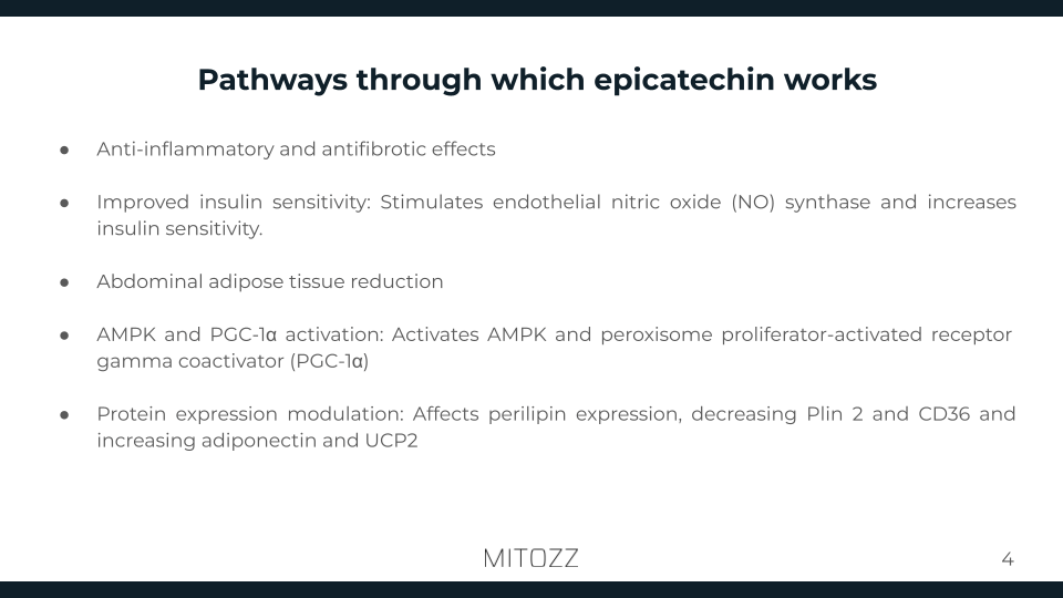 Hepatology-Mitozz (3)