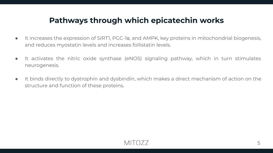 Neurology-Mitozz (4)