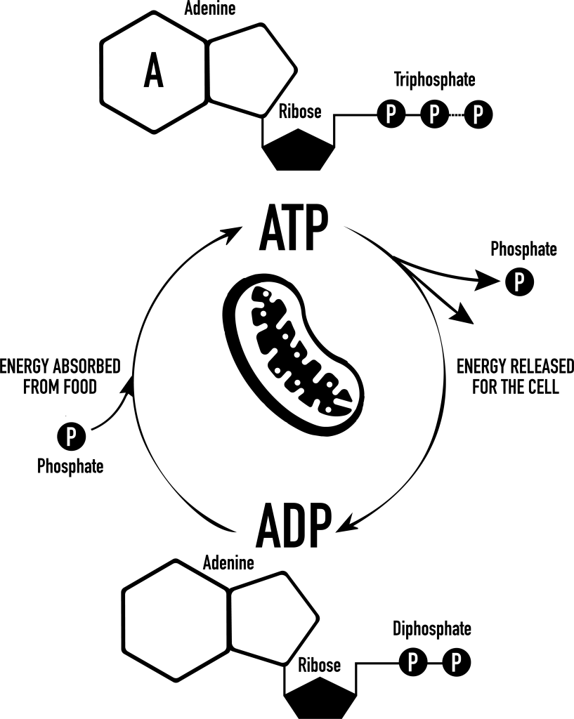 Diagram illustrating the ATP–ADP energy cycle in mitochondria, showing how cellular energy is produced and released, used in Mitozz educational content on mitochondrial health with insights from Mani Agrawal, Guillermo Ceballos, and Francisco Villarreal