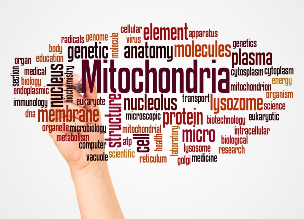 Nube de palabras centrada en «mitocondrias» con términos científicos relacionados, como energía, metabolismo, proteínas y estructura celular, que ilustra la educación sobre la salud mitocondrial en el Mitozz , con aportaciones de Mani Agrawal, Guillermo Ceballos y Francisco Villarreal