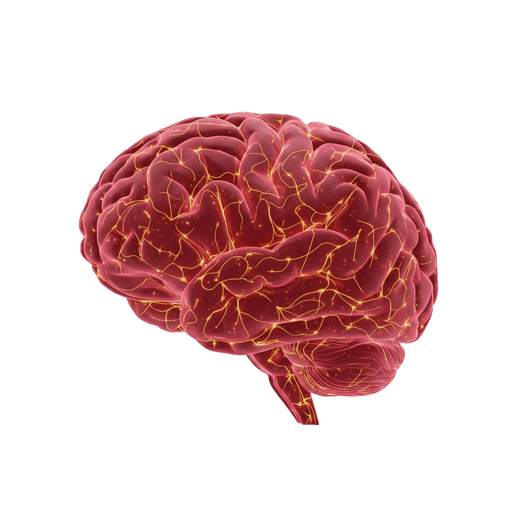 3D illustration of the human brain showing neural pathways and cellular energy activity, representing mitochondrial support, brain metabolism, and how cells power daily function. Science Page