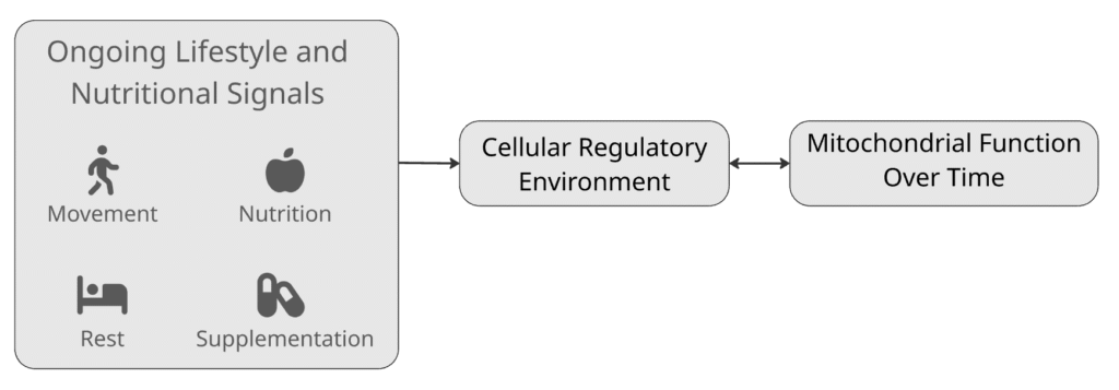 Diagram illustrating how ongoing lifestyle and nutritional signals influence the cellular regulatory environment and, over time, mitochondrial function. Mitozz Mani Agrawal Guillermo Ceballos