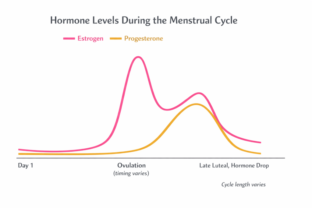 Diagram showing female hormonal changes across the menstrual cycle, estrogen as a solid pink line and progesterone as a dashed yellow line, with phases labeled follicular, ovulation, and luteal, FMG Health Sciences Mitozz (-)-epicatechin