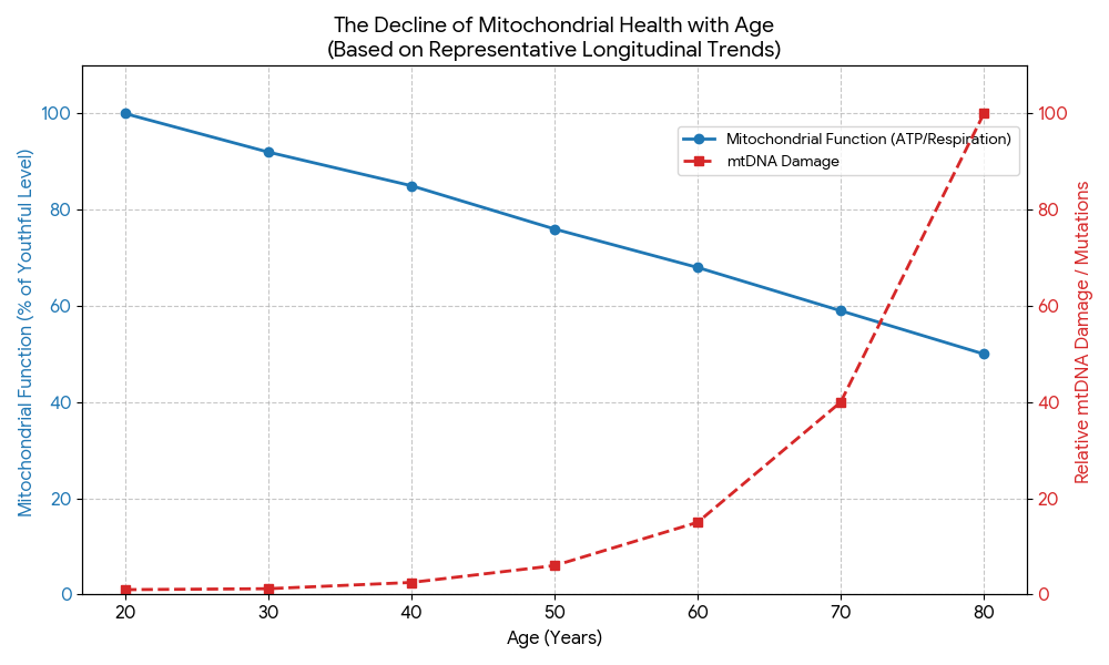 A dual-axis line graph plotting age from 20 to 80. A blue line shows a steady 50% decrease in mitochondrial function (ATP production), while a dashed red line shows an exponential increase in mitochondrial DNA (mtDNA) damage, particularly accelerating after age 50.
