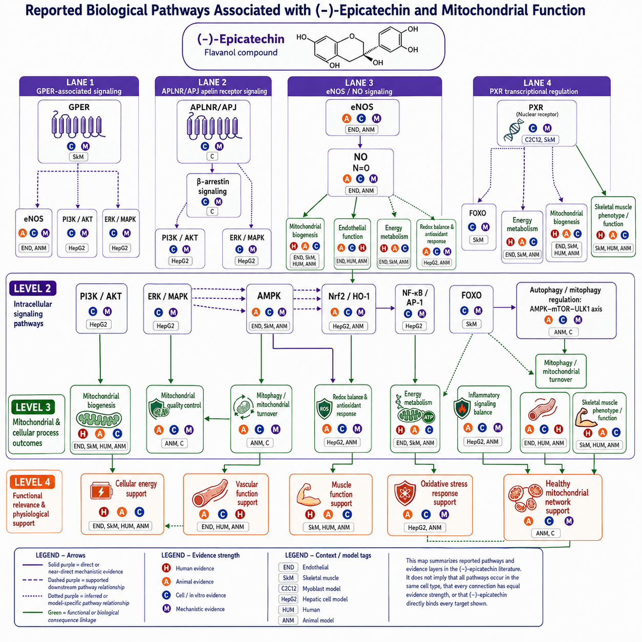 Scientific pathway map showing reported biological pathways associated with (-)-epicatechin, including GPER, APLNR/APJ, eNOS/NO, PXR, mitochondrial biogenesis, redox balance, energy metabolism, endothelial function, skeletal muscle biology, and functional support areas relevant to mitochondrial health.