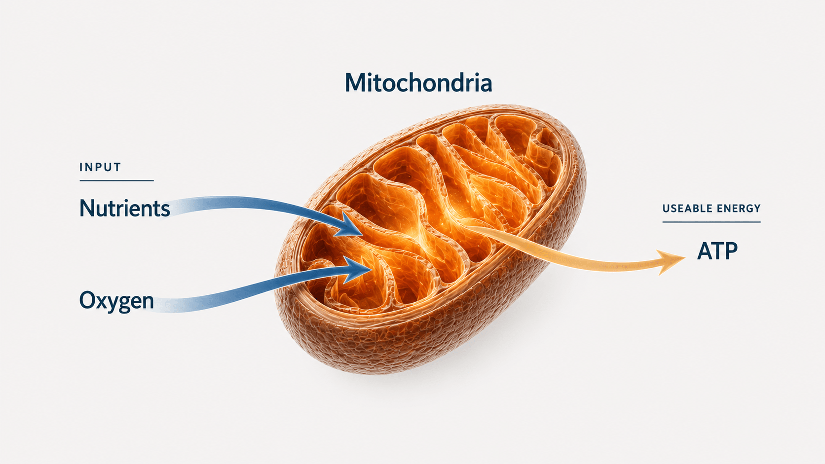 Diagram showing nutrients and oxygen entering a mitochondrion, which produces ATP as usable cellular energy.