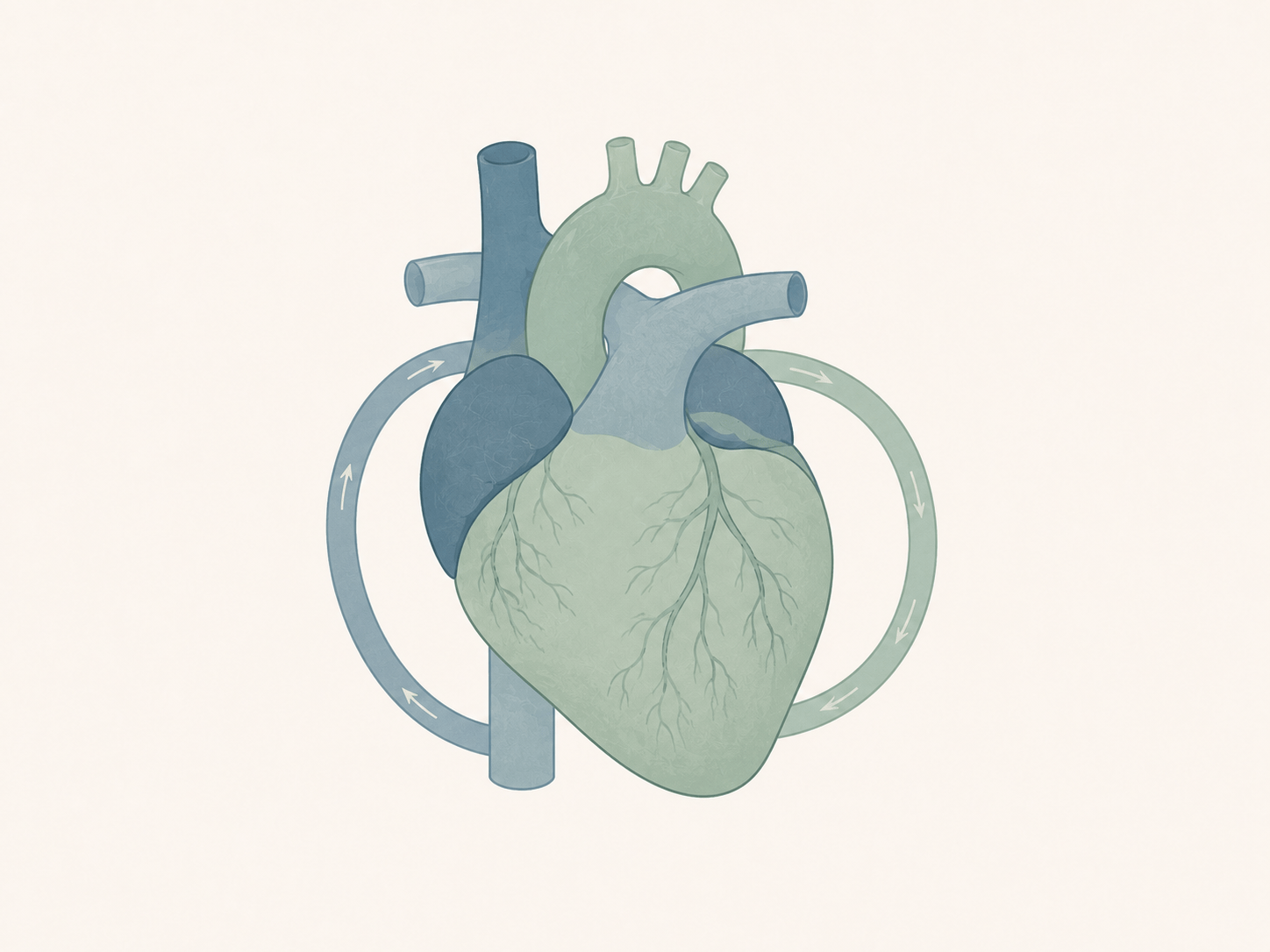 Illustration anatomique simplifiée du cœur humain et de la circulation sanguine.