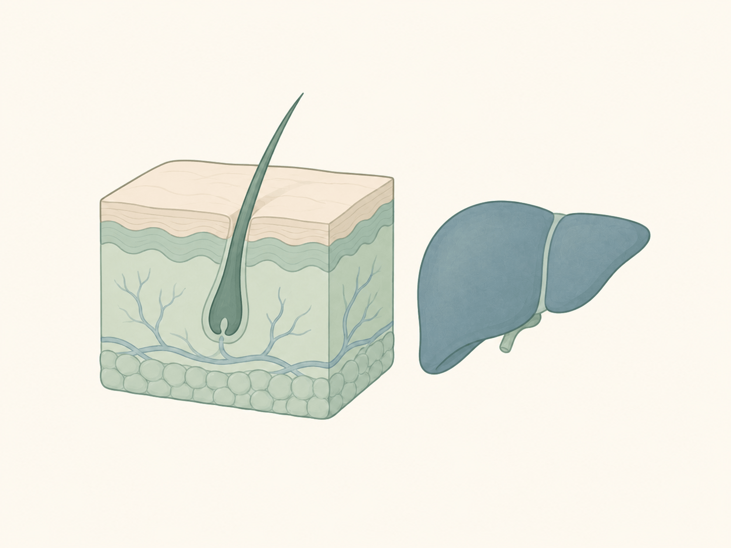 Illustration simplifiée d'une coupe transversale de la peau et du foie.